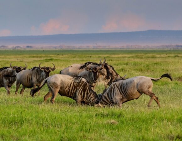 3 Day Northern Tanzania Safari