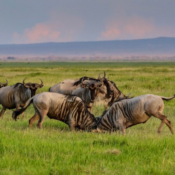 Africa Wildebeest