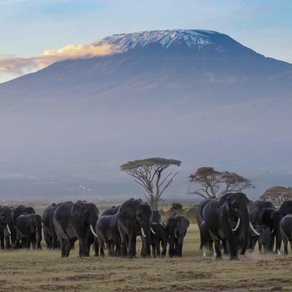 Mt. Kilimanjaro