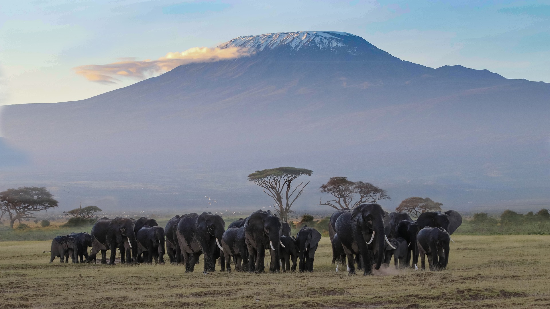 Elephants at Kilimanjaro national park