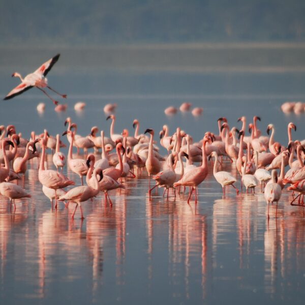 Lake Natron