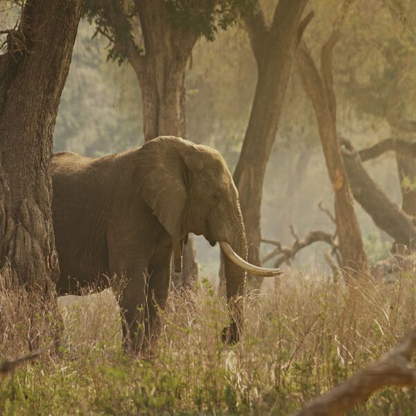 Tarangire African Elephant