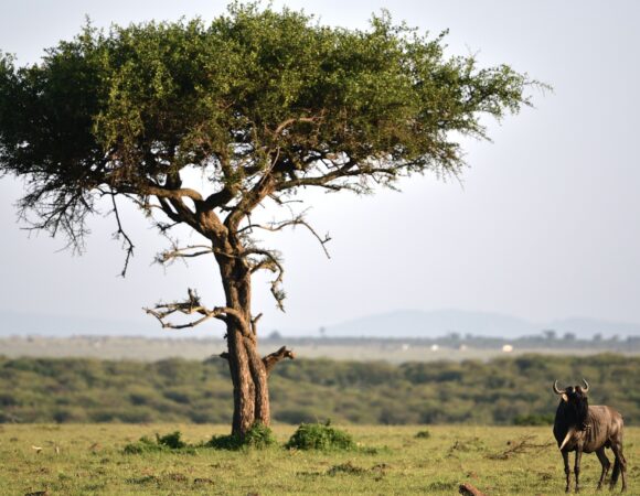 Epic Big Five Safari: Explore Northern Tanzania’s Iconic Wildlife and Scenic Wonders