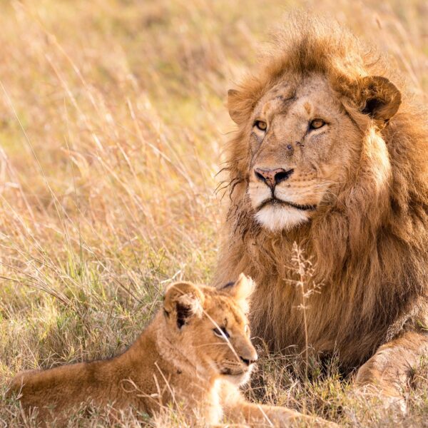 Serengeti Lion