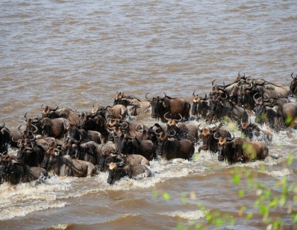 Spectacular Great Migration: River Crossing Safari Tour