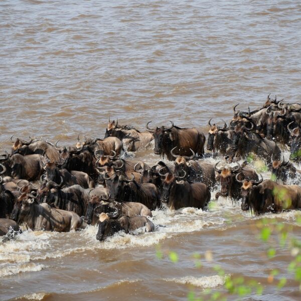 Wildebeest Crossing the Mara River