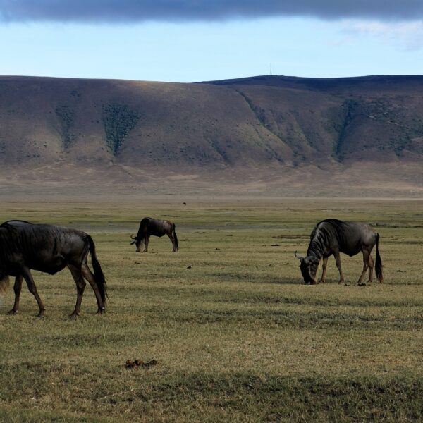 Ngorongoro Wildebeest