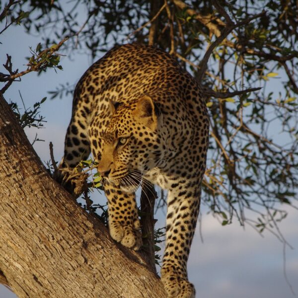 Leopard on Tree