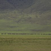 Ngorongoro wildebeest