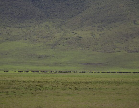 Serengeti & Ngorongoro: A Journey through Tanzania's Untamed Beauty