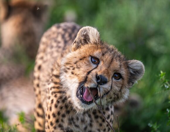 10 Days best of Northern circuits safari with calving season