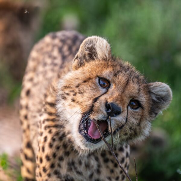10 Days best of Northern circuits safari with calving season