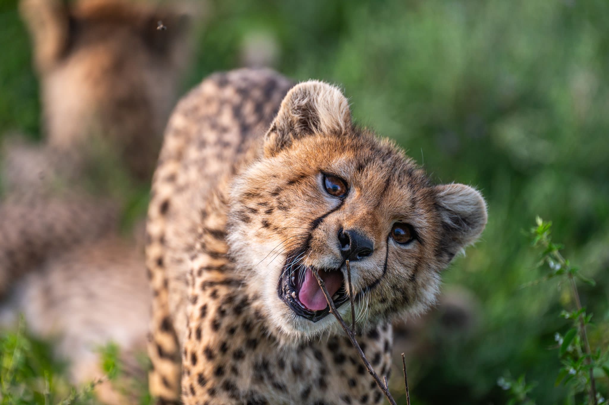 10 Days best of Northern circuits safari with calving season